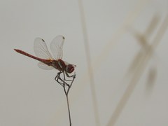 Sympetrum fonscolombii