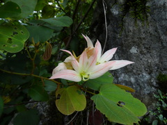 Bauhinia coulteri