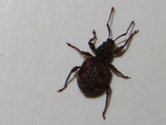 Otiorhynchus crataegi