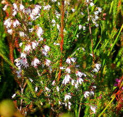 Erica fuscescens