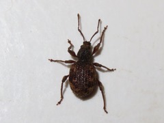 Otiorhynchus crataegi