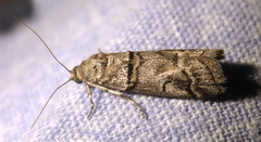 Acrobasis romanella