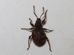 Otiorhynchus crataegi