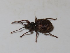 Otiorhynchus crataegi