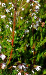 Erica fuscescens
