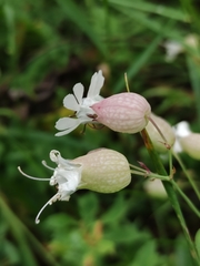 Silene vulgaris