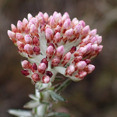 Image of Metalasia fastigiata by (c) Nicola van Berkel, some rights reserved (CC BY-SA)