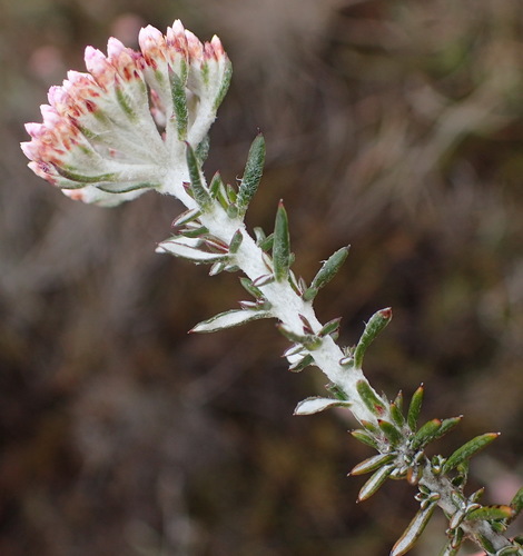 Image of Metalasia fastigiata by (c) Nicola van Berkel, some rights reserved (CC BY-SA)