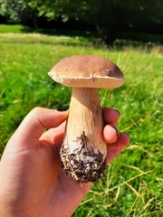 Boletus pinophilus