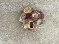 Megabalanus tintinnabulum