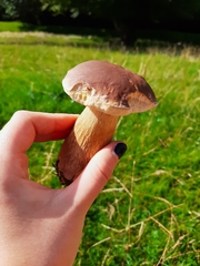 Boletus pinophilus