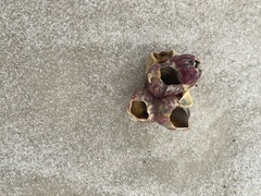 Megabalanus tintinnabulum