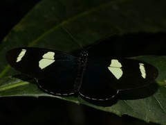 Heliconius leucadia