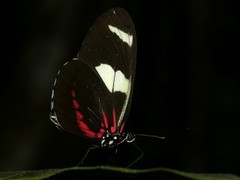 Heliconius leucadia