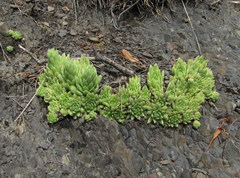 Sempervivum pumilum