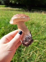 Boletus pinophilus