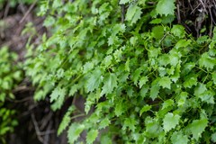 Hylotelephium populifolium