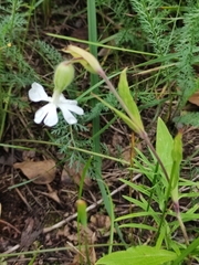 Silene latifolia alba