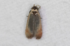 Anacampsis fullonella