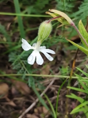 Silene latifolia alba