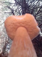 Boletus pinophilus