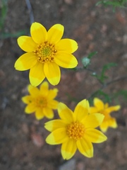 Eriophyllinae