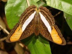 Adelpha cytherea cytherea
