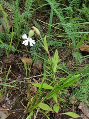 Silene latifolia alba