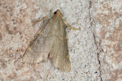 Hypsopygia binodulalis