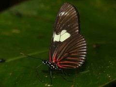 Heliconius doris