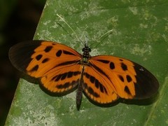 Heliconius numata