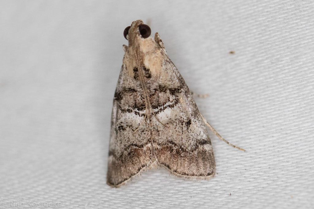 Mesquite Leaf Tier Moth