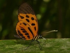 Heliconius numata