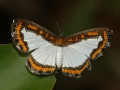 Nymphidium caricae