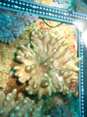 Cladiella
