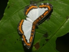 Nymphidium caricae
