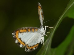 Nymphidium caricae