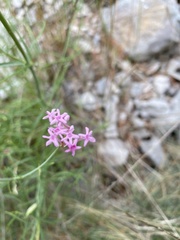 Centranthus angustifolius