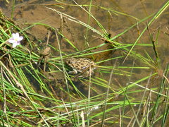 Pleurodema bufoninum