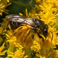 Colletes simulans armatus
