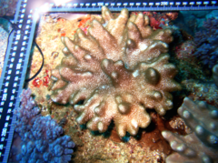 Cladiella