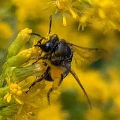 Colletes simulans armatus