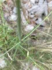 Centranthus angustifolius