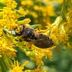 Colletes simulans armatus