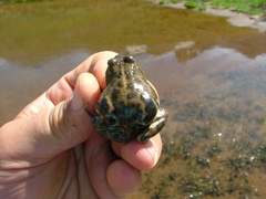 Pleurodema bufoninum