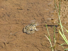 Pleurodema bufoninum