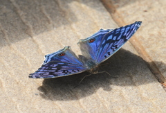 Junonia rhadama