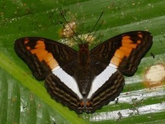 Adelpha capucinus capucinus