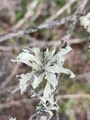 Ramalina canariensis