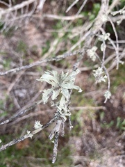Ramalina canariensis